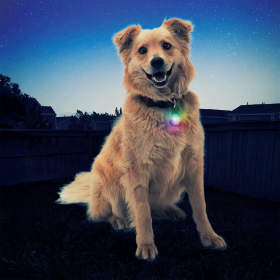 NITE IZE SpotLit Collar Light Disc-O Select